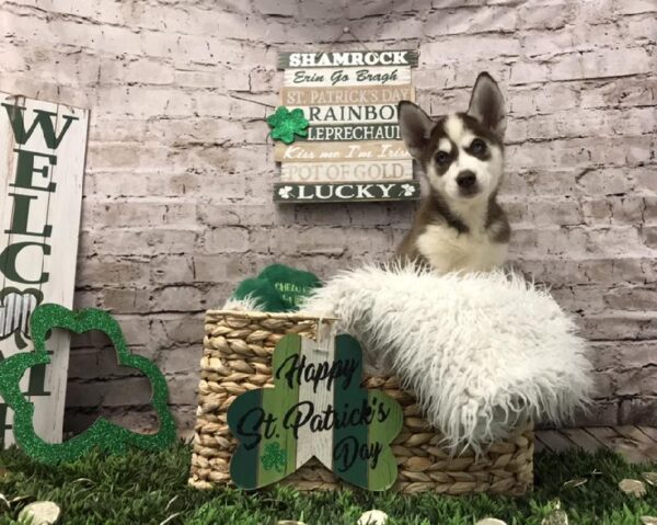 Siberian Husky-DOG-Male-Red / White-6749-Petland Robinson, Pittsburgh, PA