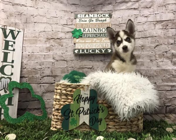 Siberian Husky DOG Male Red / White 6749 Petland Robinson, PA