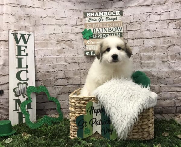 Anatolian Shep/Pyrenees DOG Female White 6746 Petland Robinson, PA