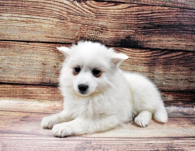 American Eskimo DOG Female White 6753 Petland Robinson, PA