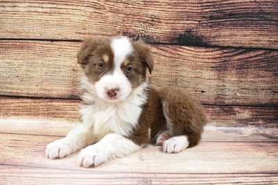 Australian Shepherd DOG Female Red 6754 Petland Robinson, PA