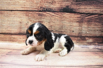 Cavalier King Charles Spaniel-DOG-Male-Black and White-6755-Petland Robinson, Pittsburgh, PA