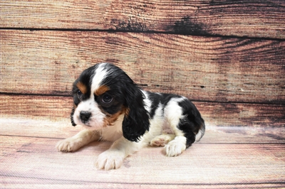 Cavalier King Charles Spaniel-DOG-Male-Black and White-6755-Petland Robinson, PA