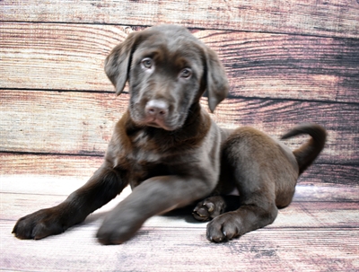 German Shepherd-DOG-Female-Chocolate-6756-Petland Robinson, Pittsburgh, PA