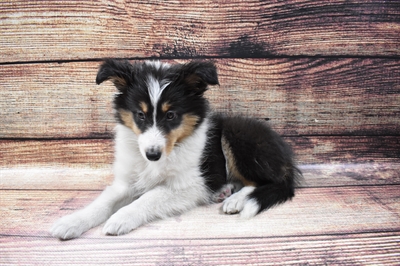 Sheltie-DOG-Female-Black White and Tan-6757-Petland Robinson, Pittsburgh, PA