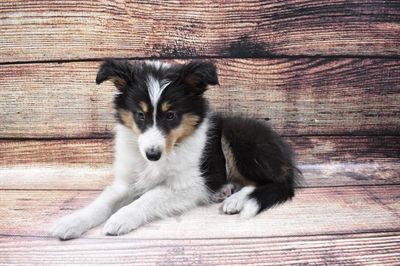 Sheltie DOG Female Black White and Tan 6757 Petland Robinson, PA