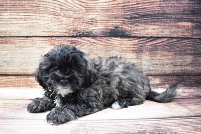 Teddy Bear-DOG-Male-Brindle-6758-Petland Robinson, Pittsburgh, PA