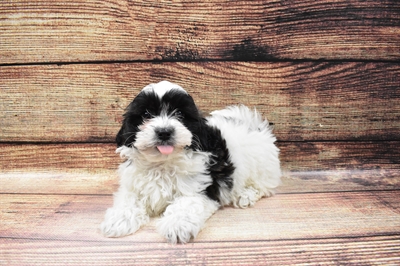 Teddy Bear-DOG-Female-Black and White-6759-Petland Robinson, Pittsburgh, PA