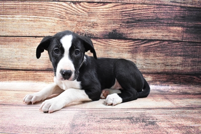 Border Collie DOG Male Black and White 6760 Petland Robinson, PA