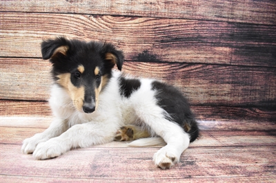 Collie-DOG-Male-Black White and Tan-6761-Petland Robinson, Pittsburgh, PA