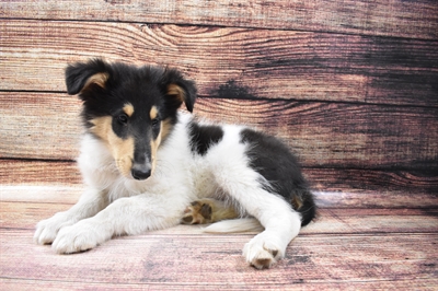 Collie-DOG-Male-Black White and Tan-6761-Petland Robinson, PA