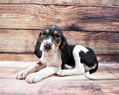 Walker Coonhound DOG Male Tri Color 6762 Petland Robinson, PA