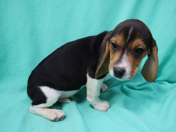 Beagle DOG Male Black White / Tan 6771 Petland Robinson, PA