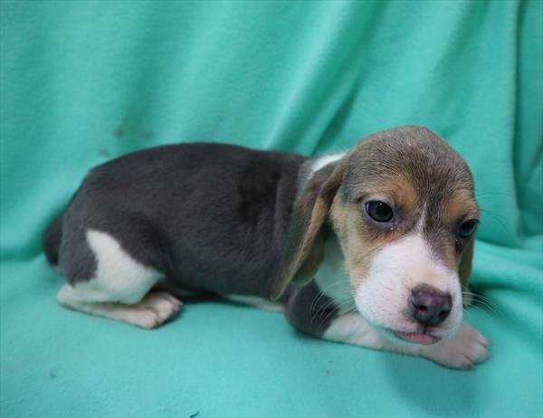 Beagle-DOG-Female-Blue White / Tan-6772-Petland Robinson, Pittsburgh, PA