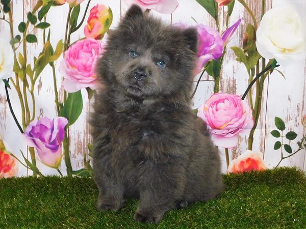 Chow Chow-DOG-Female-Blue-6774-Petland Robinson, PA