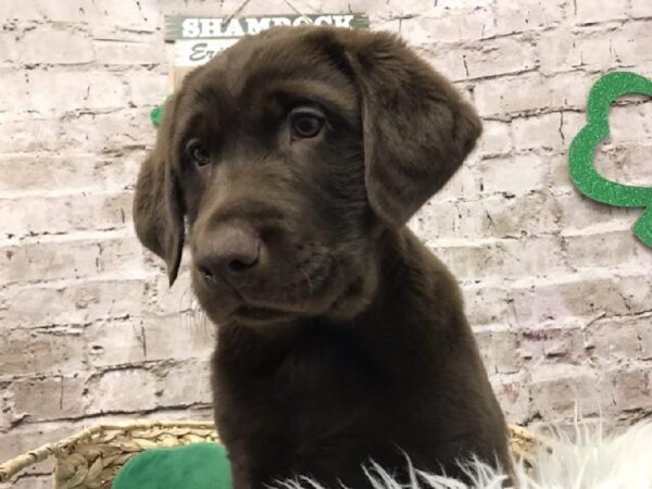 Labrador Retriever-DOG-Female-Chocolate-6775-Petland Robinson, Pittsburgh, PA