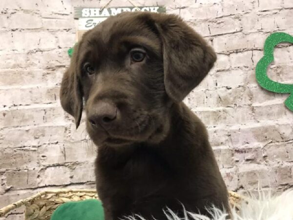 Labrador Retriever DOG Female Chocolate 6775 Petland Robinson, PA