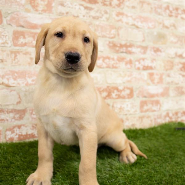 Labrador Retriever-DOG-Male-Yellow-6782-Petland Robinson, Pittsburgh, PA