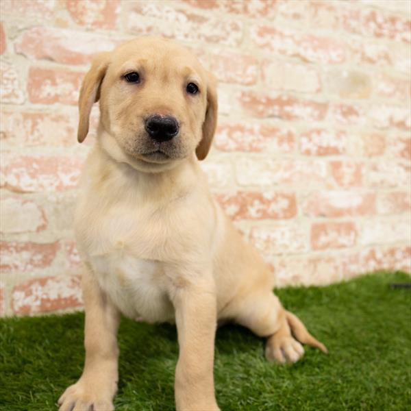 Labrador Retriever DOG Male Yellow 6782 Petland Robinson, PA