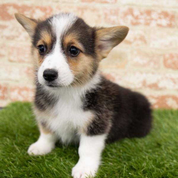 Pembroke Welsh Corgi-DOG-Female-Black White / Tan-6783-Petland Robinson, Pittsburgh, PA