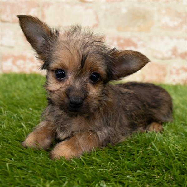 Chorkie-DOG-Male-Gold Sable-6784-Petland Robinson, Pittsburgh, PA