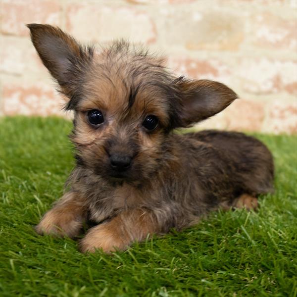 Chorkie-DOG-Male-Gold Sable-6784-Petland Robinson, PA