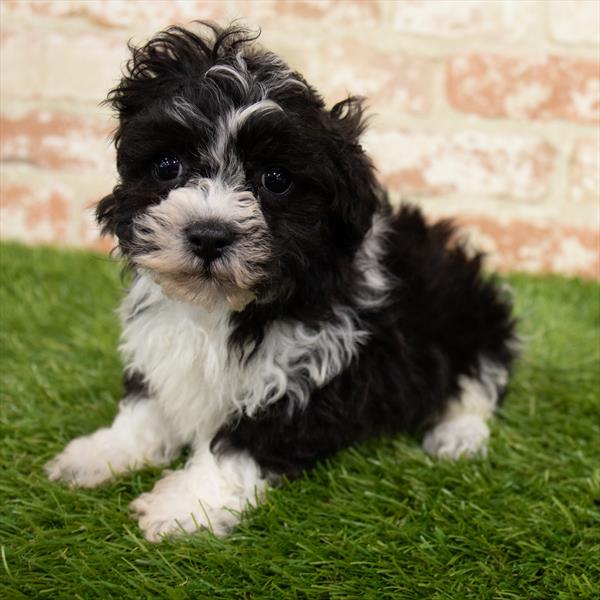 ShizaPoo-DOG-Male-Black / White-6785-Petland Robinson, Pittsburgh, PA