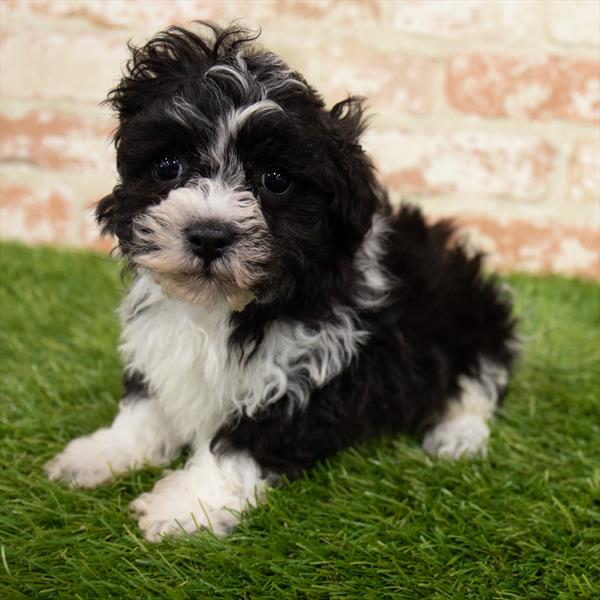 ShizaPoo DOG Male Black / White 6785 Petland Robinson, PA