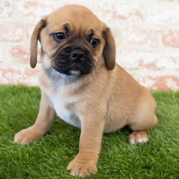 Puggle-DOG-Male-Fawn-6786-Petland Robinson, Pittsburgh, PA