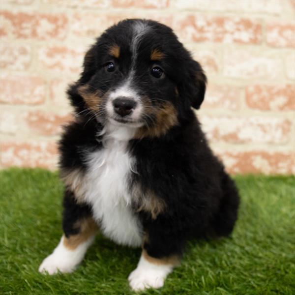 Aussiedoodle DOG Female Black 6787 Petland Robinson, PA