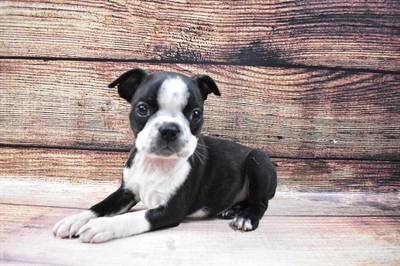 Boston Terrier-DOG-Female-Black and White-6788-Petland Robinson, Pittsburgh, PA