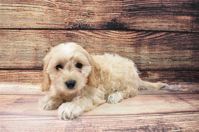 Cavachon-DOG-Male-Cream-6789-Petland Robinson, Pittsburgh, PA