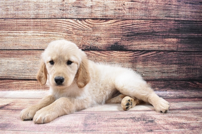 Golden Retriever DOG Female Golden 6790 Petland Robinson, PA