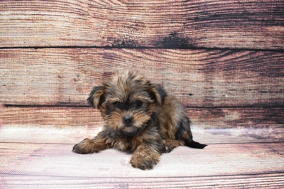 Shorkie-DOG-Female-Gold-6793-Petland Robinson, Pittsburgh, PA