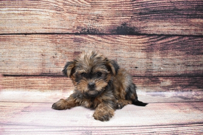 Shorkie DOG Female Gold 6793 Petland Robinson, PA