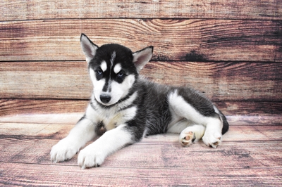 Siberian Husky-DOG-Female-Black and White-6794-Petland Robinson, Pittsburgh, PA