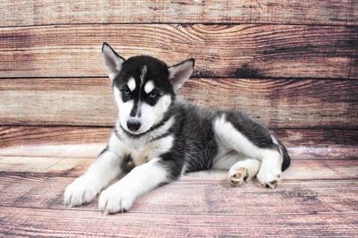 Siberian Husky DOG Female Black and White 6794 Petland Robinson, PA