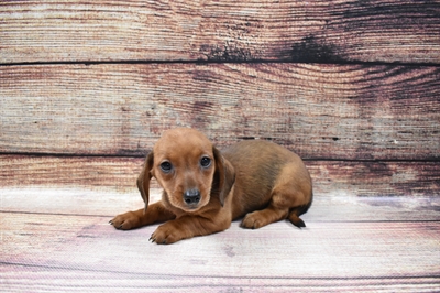 Dachshund DOG Female Red 6795 Petland Robinson, PA