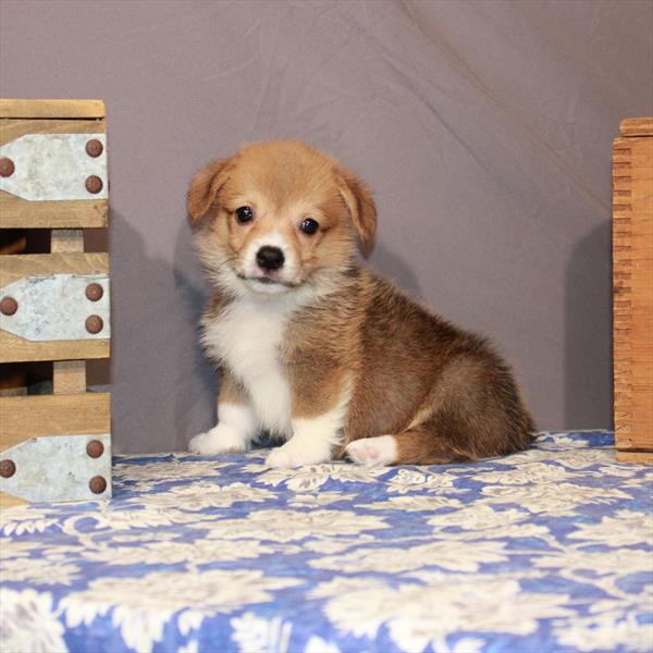 Pembroke Welsh Corgi-DOG-Female-Red / White-6802-Petland Robinson, Pittsburgh, PA