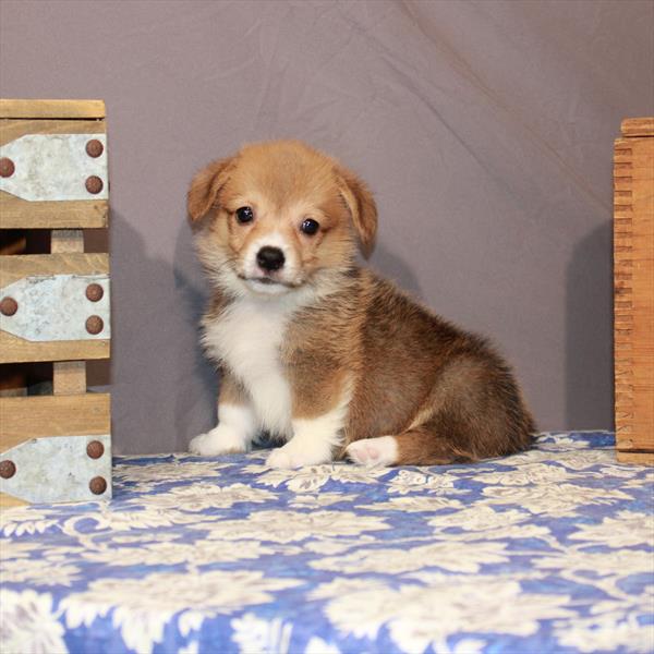 Pembroke Welsh Corgi DOG Female Red / White 6802 Petland Robinson, PA