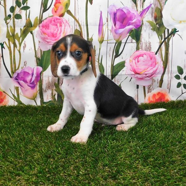 Beagle DOG Male Black White / Tan 6803 Petland Robinson, PA