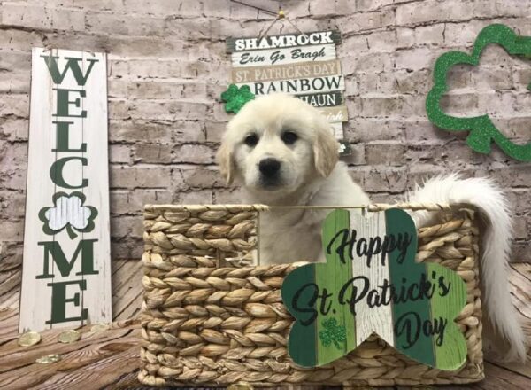 Golden Retriever-Great Pyrenees-DOG-Female-Light Golden-6814-Petland Robinson, Pittsburgh, PA
