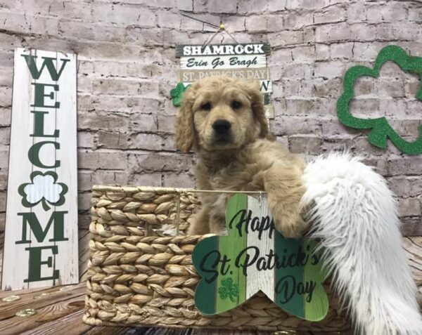 Golden Retriever-DOG-Male-Golden-6813-Petland Robinson, Pittsburgh, PA