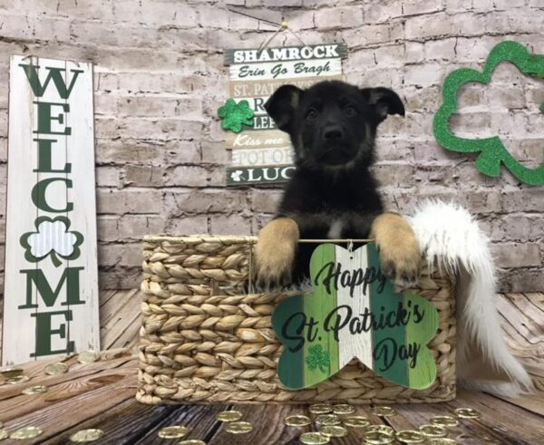 German Shepherd-DOG-Female-Black / Tan-6812-Petland Robinson, Pittsburgh, PA