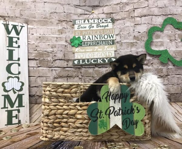 Shiba Inu-DOG-Male-Black White / Tan-6810-Petland Robinson, Pittsburgh, PA
