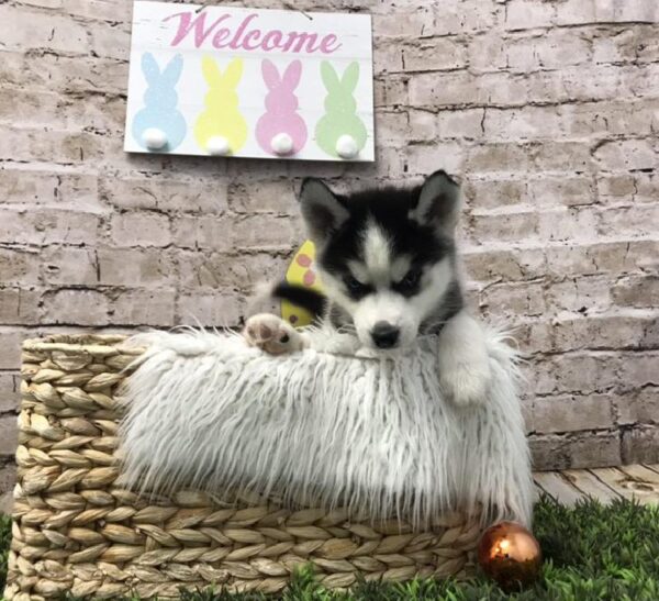 Siberian Husky-DOG-Male-Black / White-6831-Petland Robinson, Pittsburgh, PA