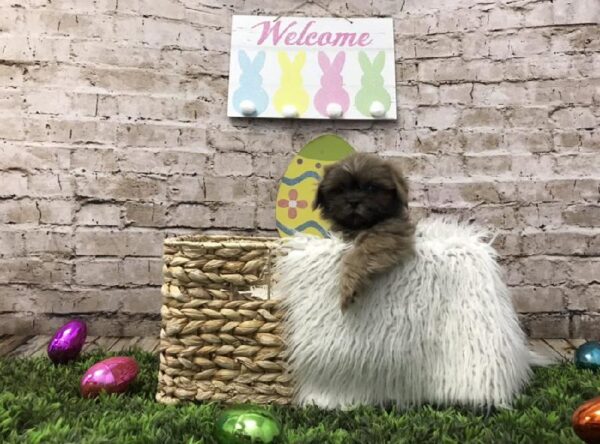 Shih Tzu-DOG-Male-Blue-6820-Petland Robinson, Pittsburgh, PA