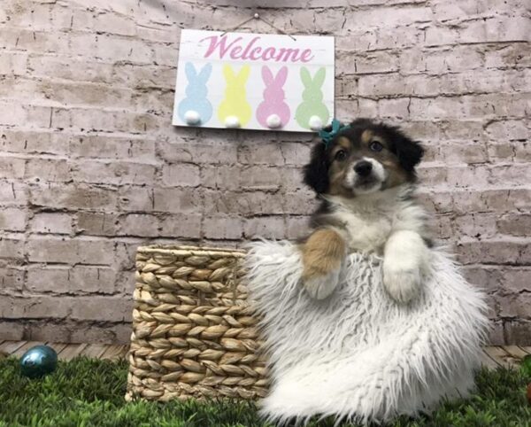 Australian-English Shepherd DOG Female Black Gold and White 6819 Petland Robinson, PA