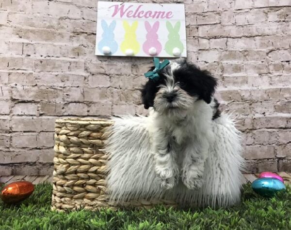 Teddy Bear DOG Female Black and White 6818 Petland Robinson, PA