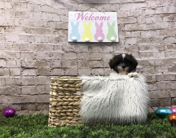 Teddy Bear-DOG-Male-Liver and White-6817-Petland Robinson, Pittsburgh, PA